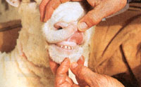 A sheep's gums should be a healthy, uniform pink.